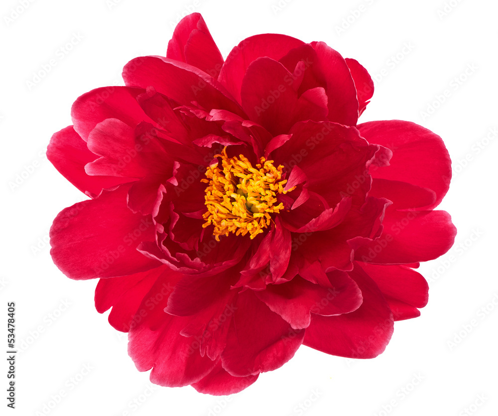 single flower head of red peony isolated on white
