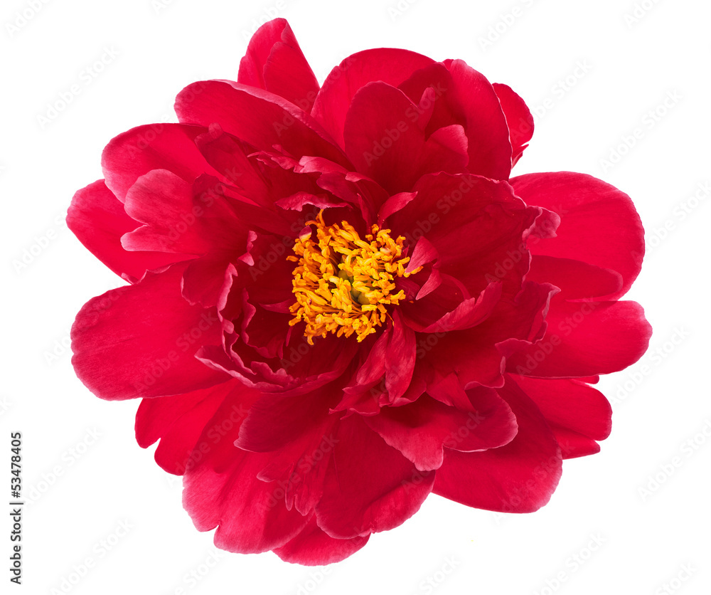 single flower head of red peony isolated on white single flower head of red peony isolated on white