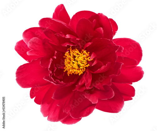 single flower head of red peony isolated on white