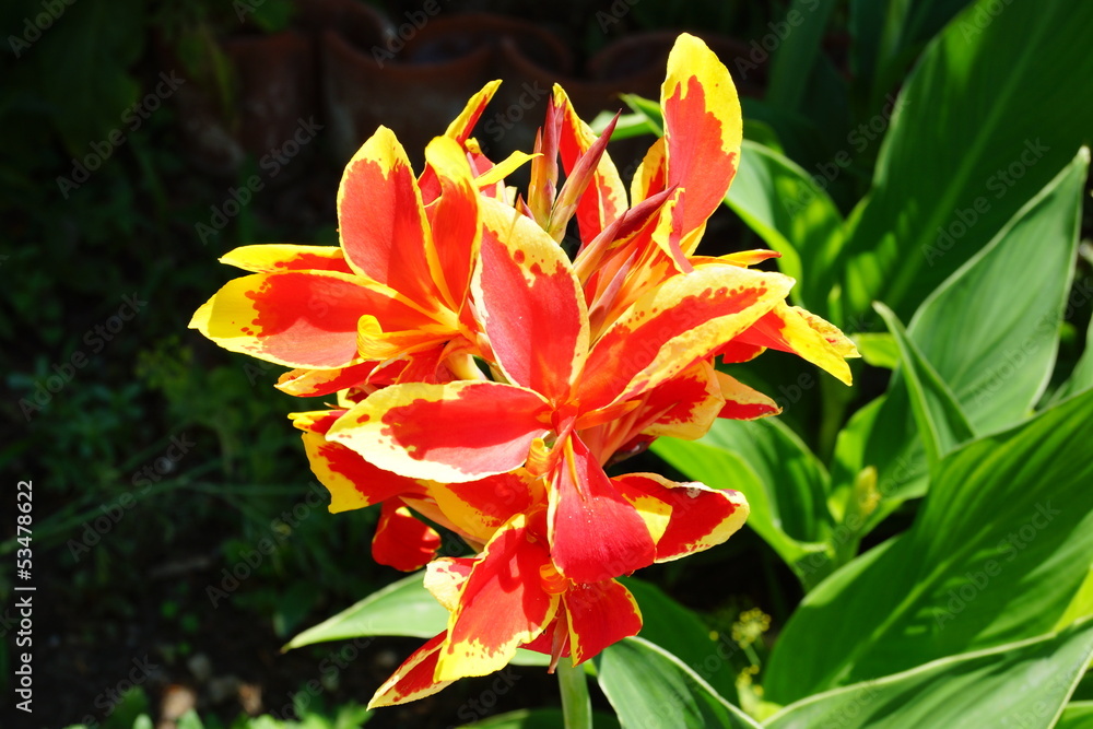 gladiolus multicolor
