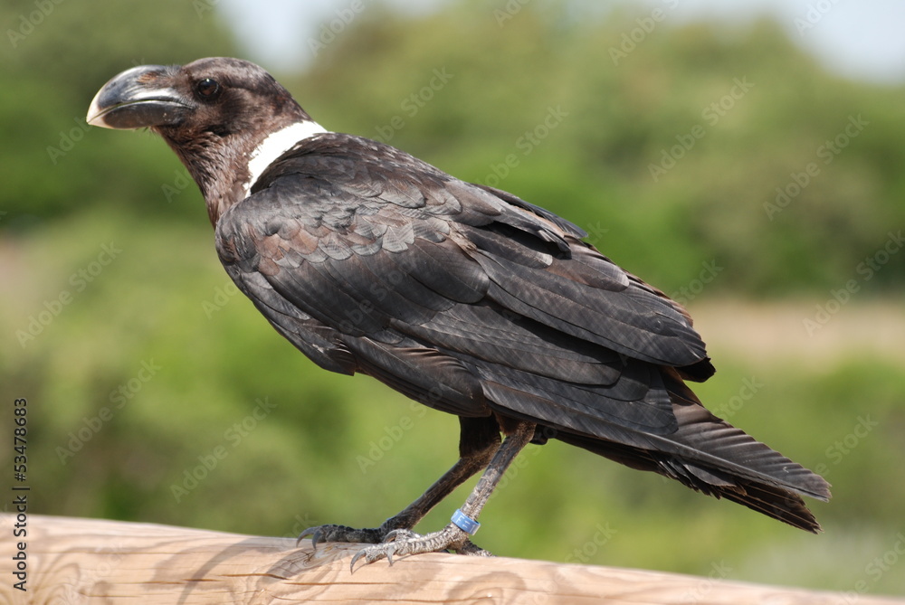 Fototapeta premium corbeau