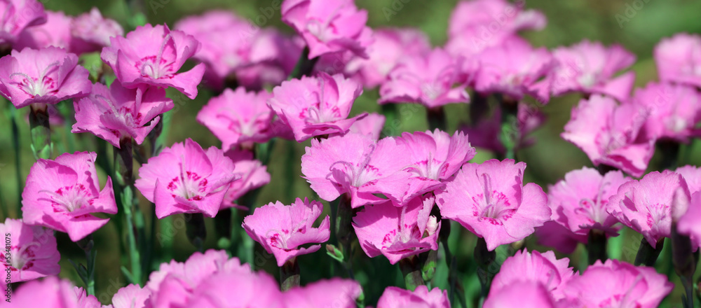 Wide photo of maiden pink Dianthus Alpinus plant Wide photo of maiden pink Dianthus Alpinus plant