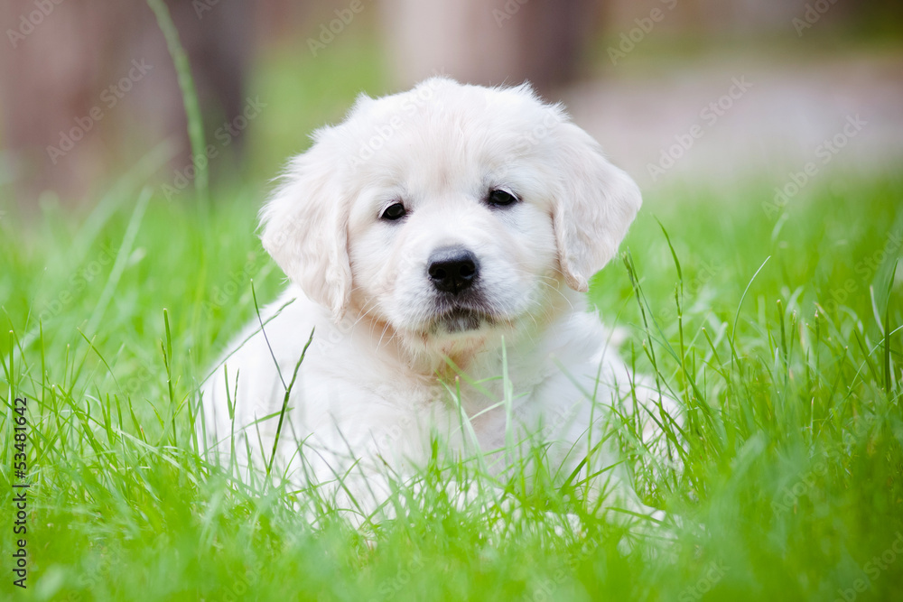 golden retriever puppy resting on the grass