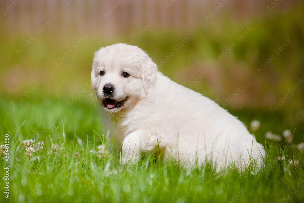 golden retriever puppy outdoors in the sun golden retriever puppy outdoors in the sun