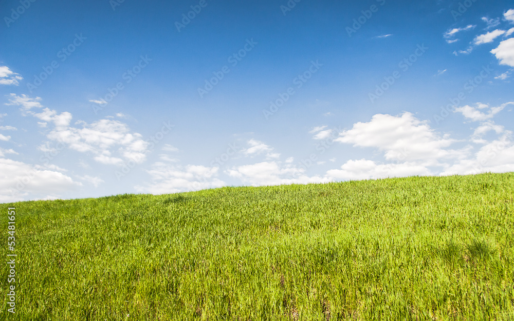 Obraz premium Summer landscape with grass field