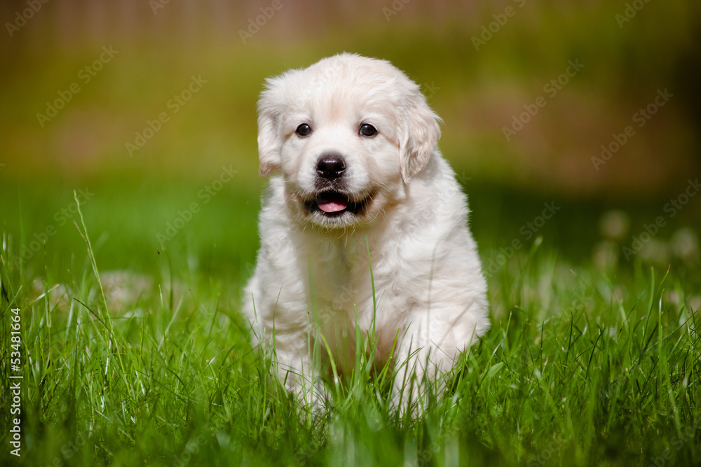 golden retriever puppy running outdoors