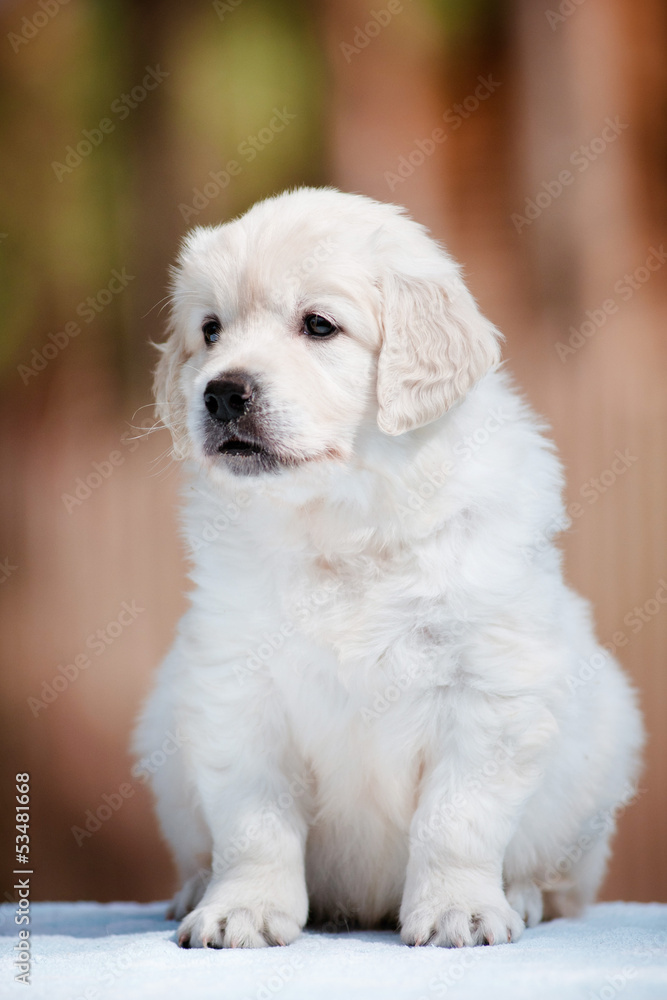 adorable golden retriever puppy portrait putdoors
