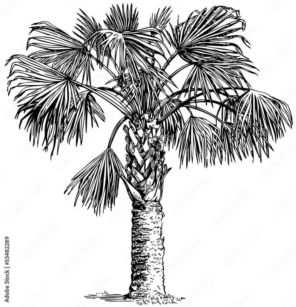 Obraz premium Plant Sabal palmetto (Cabbage palm)