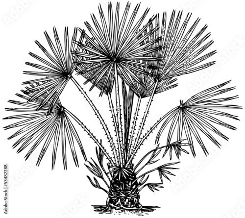 Plant Chamaerops humilis (Mediterranean dwarf Palm) photo