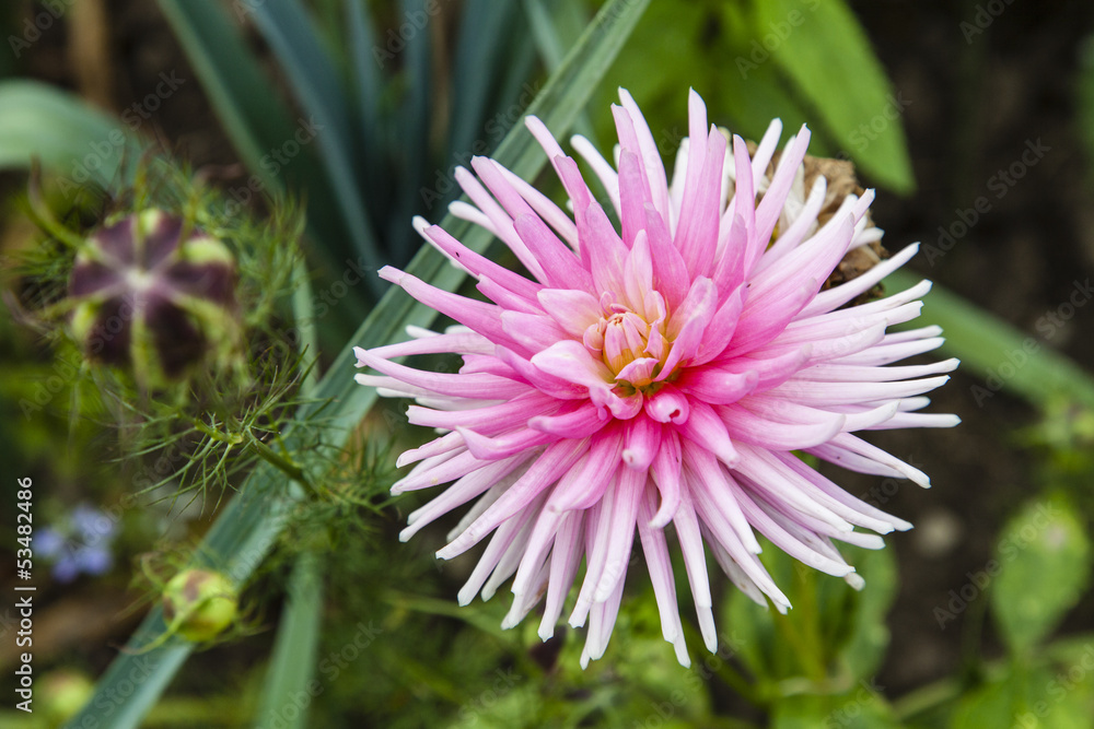 Obraz premium Dahlie (Dahlia)