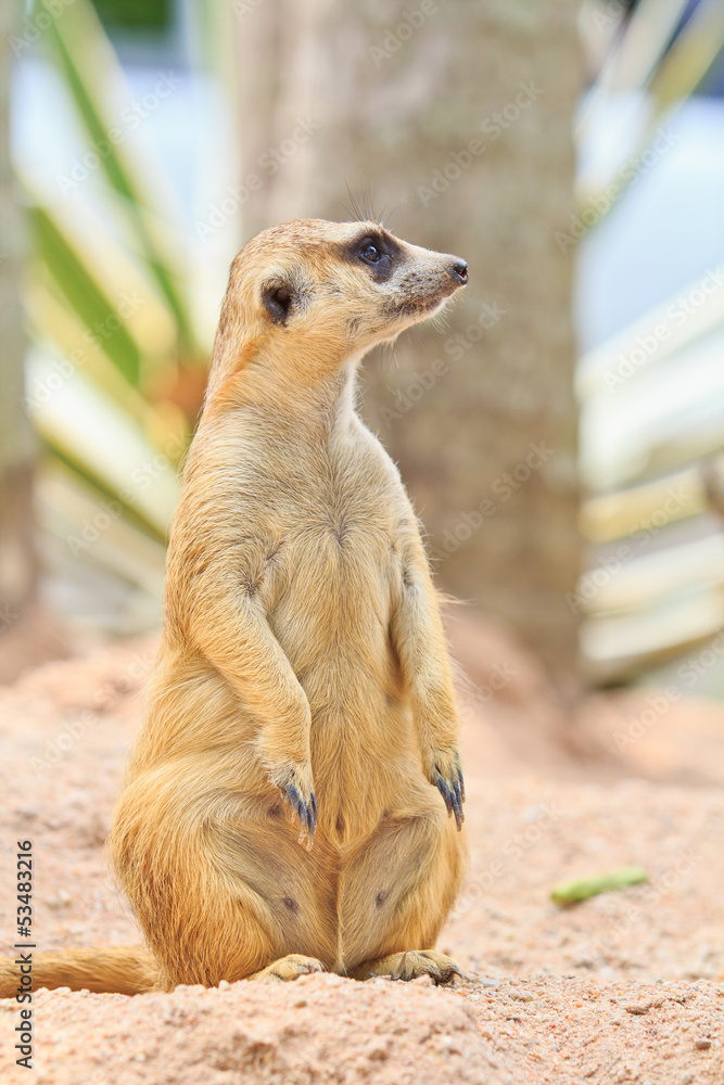 Fototapeta premium Alert Meerkat