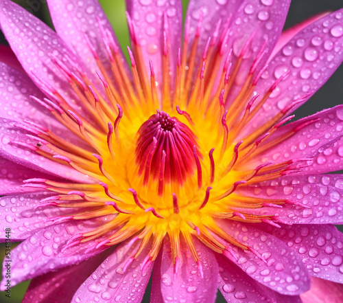 Pink lotus with yellow pollen