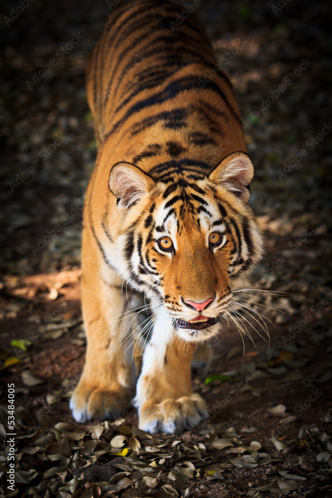 Fototapeta premium Tiger