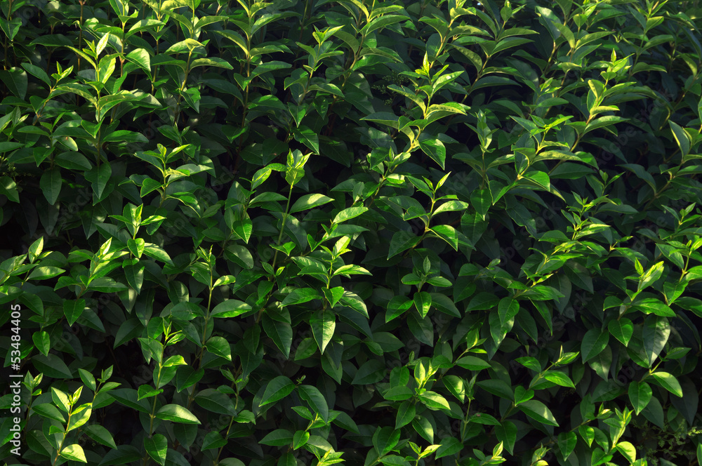 Obraz premium background with green leaves