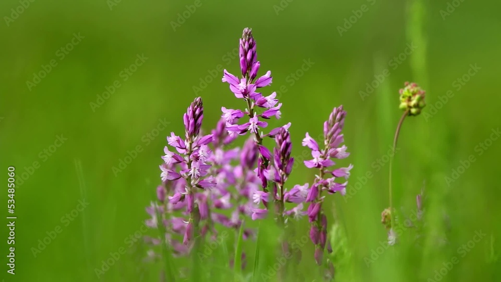 Beautiful wild flowers closeup (Polygala amara) Beautiful wild flowers closeup (Polygala amara)