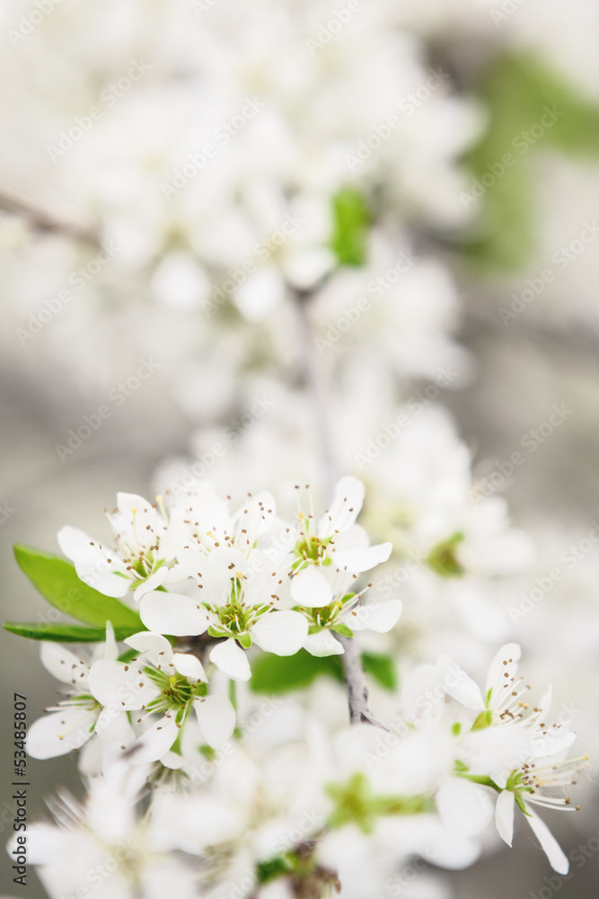 Blossoming branch of apple-tree in sunny day