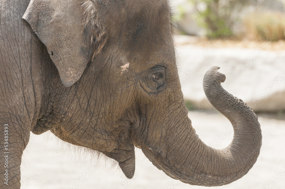 Fototapeta premium Asian elephant