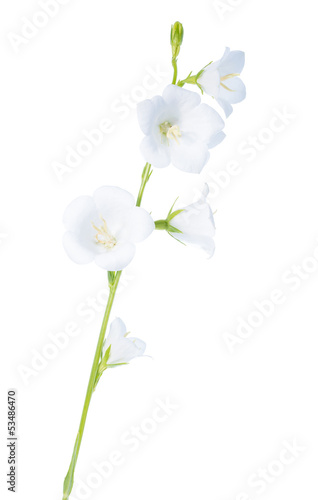 white bell isolated on a white background