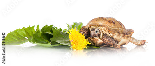 Fototapeta Naklejka Na Ścianę i Meble -  turtle with dandelions