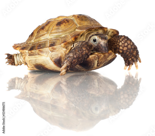 turtle isolated on white photo