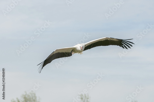 Flying african storck