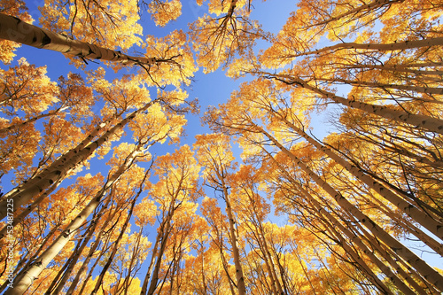 Aspen trees with fall color, San Juan National Forest, Colorado photo