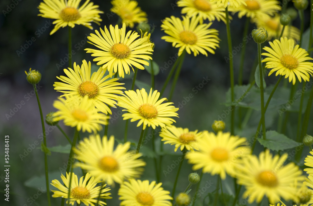 Small yellow flowers Small yellow flowers