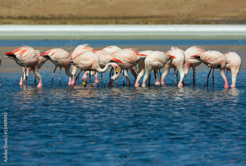 Flamingo © Galyna Andrushko