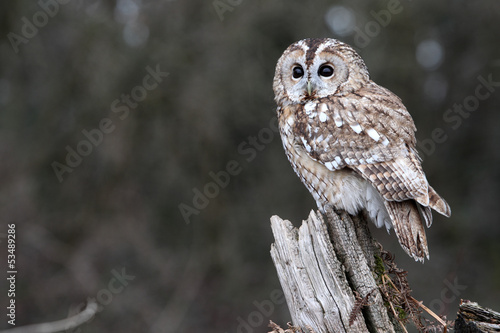 Tawny owl, Strix aluco photo