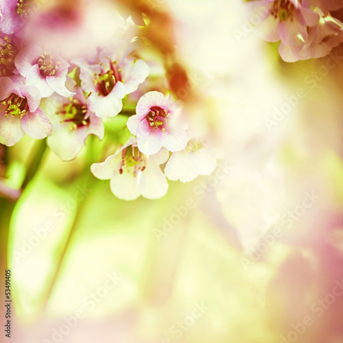Beautiful garden flowers, Prostanthera Rotundifolia © SL photo