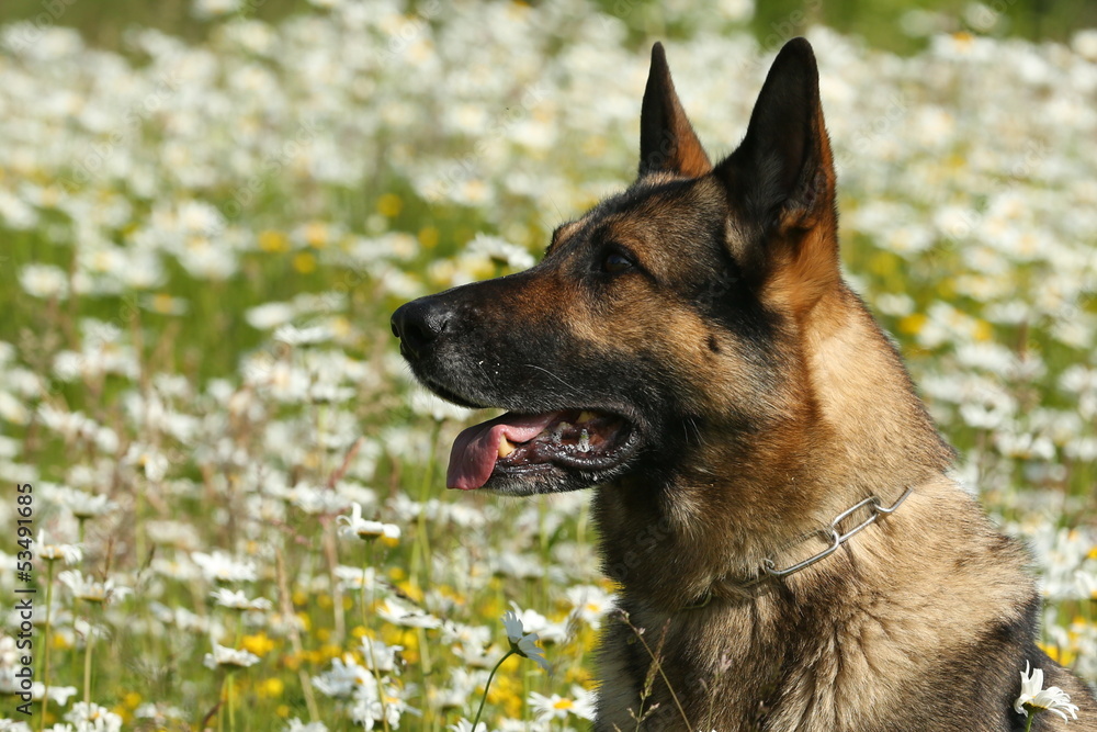 Deutscher Schäferhund Profil in Margeriten Deutscher Schäferhund Profil in Margeriten