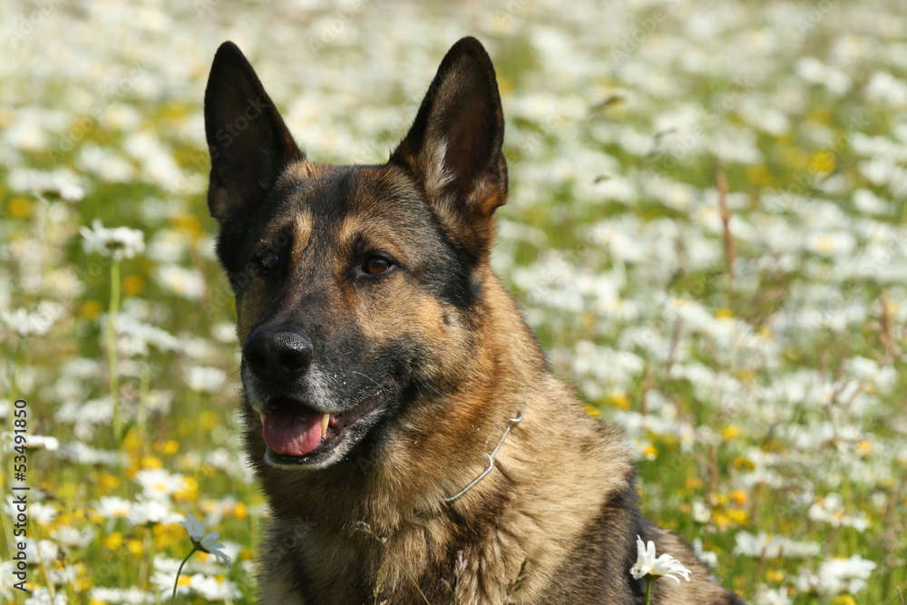 Freundlicher Schäferhundeblick in Margeriten Freundlicher Schäferhundeblick in Margeriten