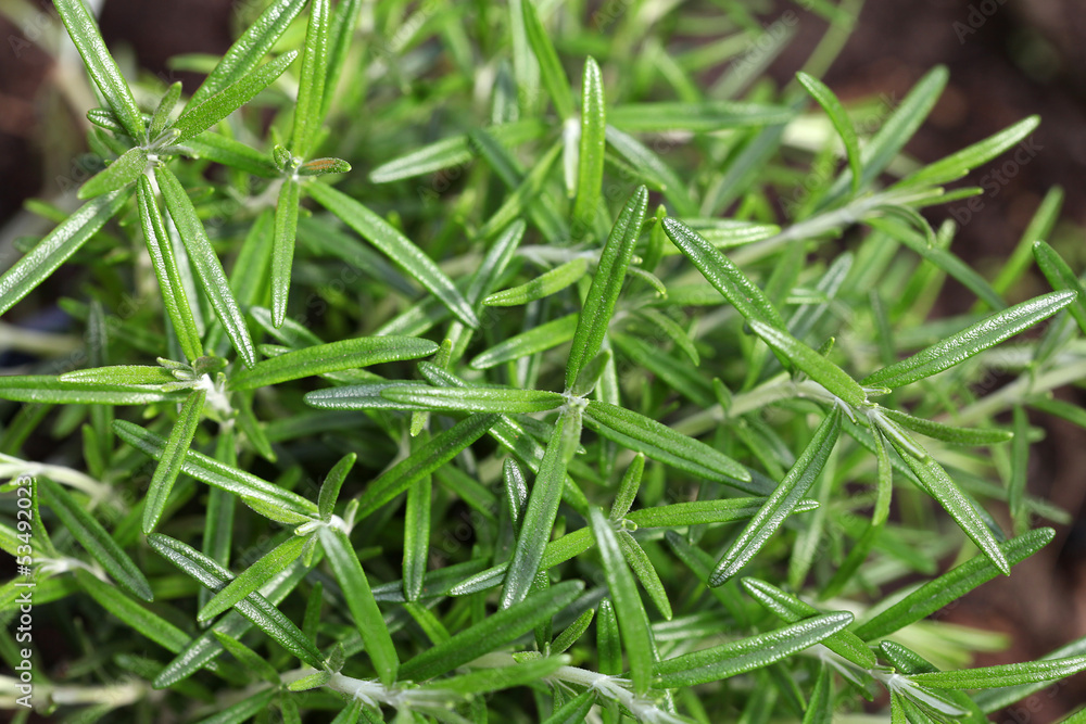 Fresh rosemary