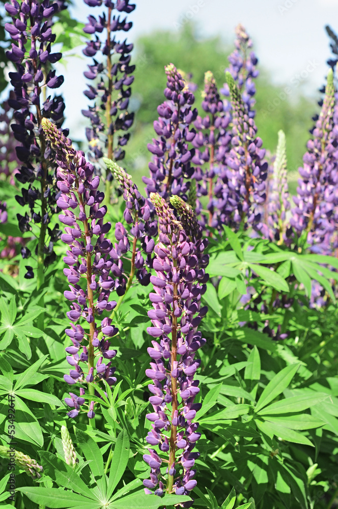 Lupines Lupines