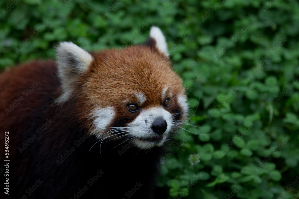 roter Panda roter Panda