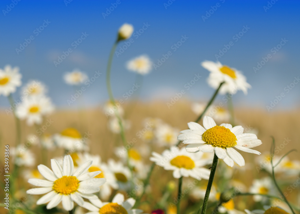 Summer wildflowers in wheat field Summer wildflowers in wheat field