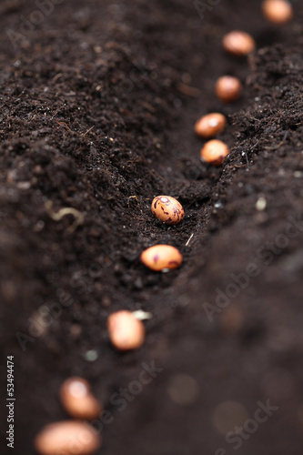 Line of bean seeds