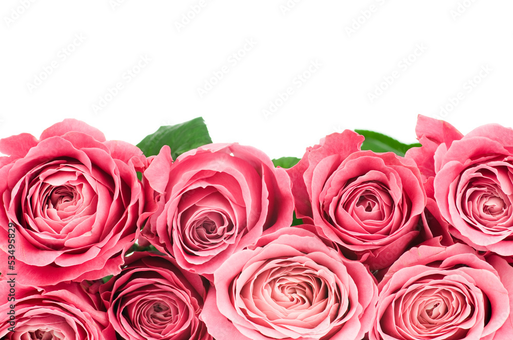 Obraz premium Roses