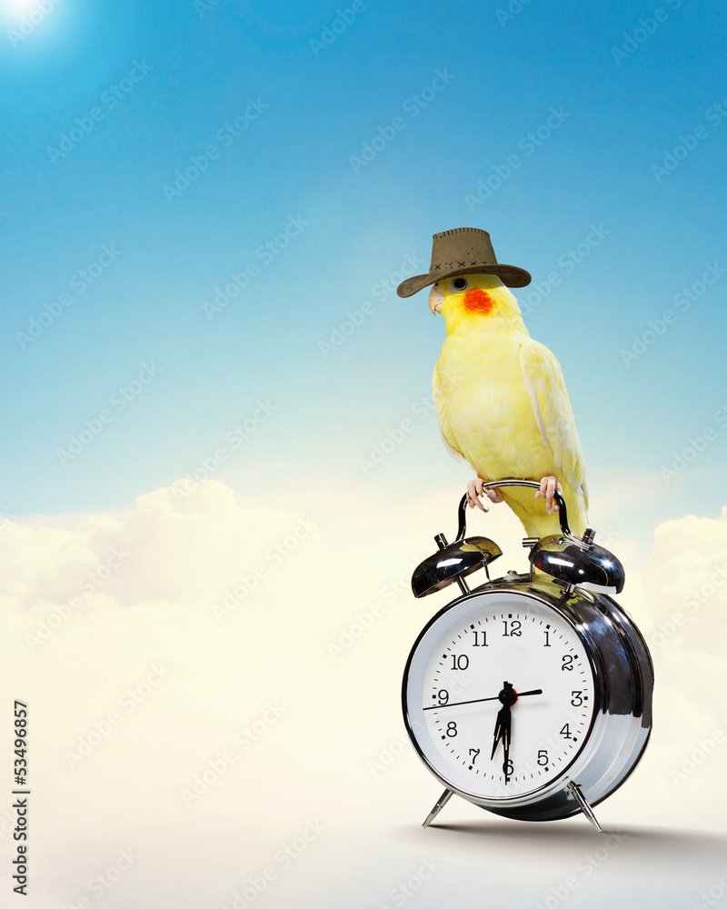 Fototapeta premium Parrot sitting on alarm clock