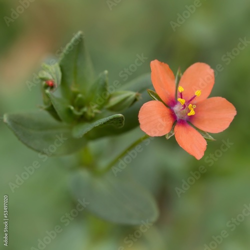 Acker-Gauchheil   Anagallis arvensis