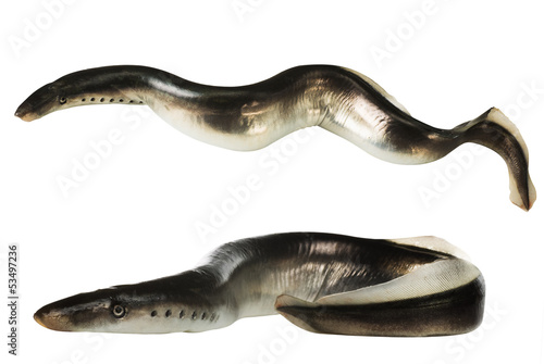 Fish lamprey, isolated photo