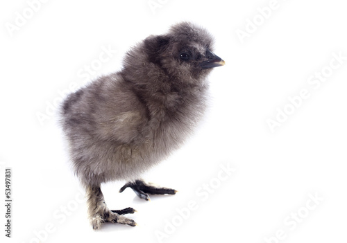 young Silkie chick