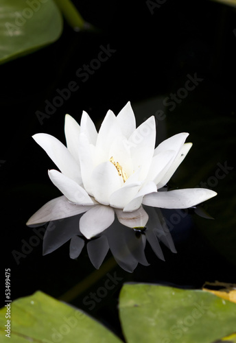 White water lily in a dark pond