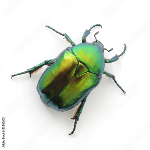 Print op canvas green beetle