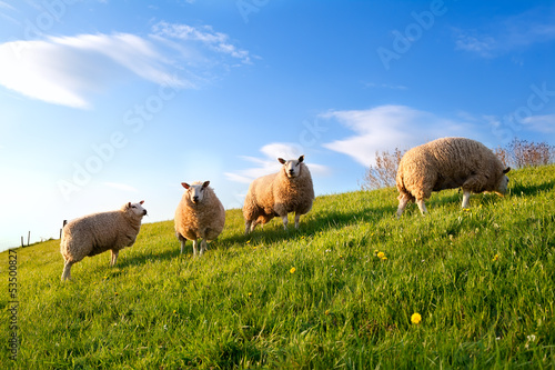 white sheep on spring sunny pasture