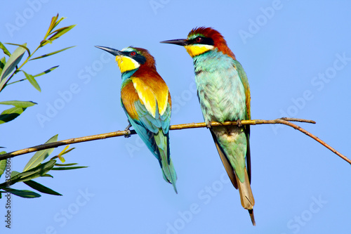 bee-eaters sitting on a branch