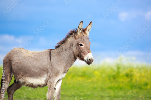 Fotografia Grey donkey in field