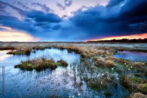 flowering cottongrass on swamp at sunset