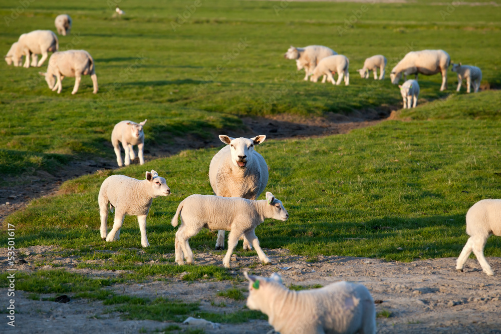 Fototapeta premium sheep mother with lambs baby on pasture