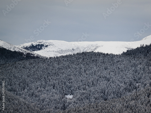 forêt enneigée photo